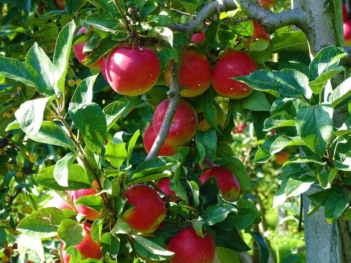 Frühstückspension De Oude Stoffeerderij